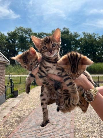 Prachtige raszuivere bengalen met stamboom kat kittens kater beschikbaar voor biedingen