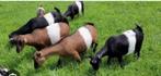 Gezocht! 2 lakenveldergeiten., Dieren en Toebehoren, Schapen, Geiten en Varkens, Vrouwelijk, Geit