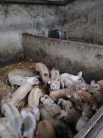 Te koop 50% husumer 25% bentheimer 25% Piétrain, Dieren en Toebehoren, Vrouwelijk, Varken