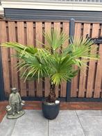 Palmboom Trachycarpus Fortunei, Tuin en Terras, Planten | Bomen, Halfschaduw, 100 tot 250 cm, Zomer, Palmboom