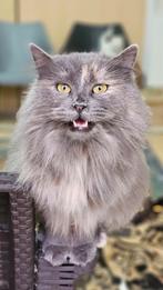 Crola wil graag een eigen plekje, Poes