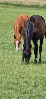 Zwarte KWPN jaarling merrie, Dieren en Toebehoren, Paarden, Merrie, Dressuurpaard, 0 tot 2 jaar