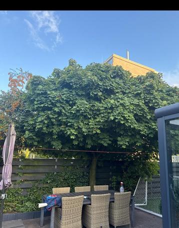 Esdoorn terug snoeien? beschikbaar voor biedingen