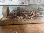 ! hamster terrarium met super veel toebehoren koop!, Ophalen, Minder dan 60 cm, 110 cm of meer, Gebruikt