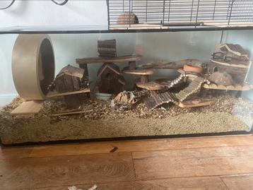 ! hamster terrarium met super veel toebehoren koop! beschikbaar voor biedingen