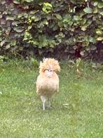 Prachtige tamme Padua haan, Dieren en Toebehoren, Mannelijk, Kip