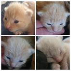 Nog 4 kitten katertjes, lichtrood,  cinnemon kaneelkleurig, Dieren en Toebehoren, Kortharig, 0 tot 2 jaar, Kater
