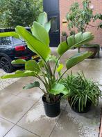 Strelitzia, Tuin en Terras, Ophalen, Overige soorten, Volle zon