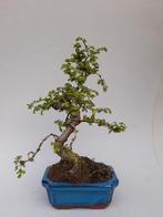 Bonsai, Tuin en Terras, Planten | Bomen, Minder dan 100 cm, Overige soorten, Ophalen of Verzenden