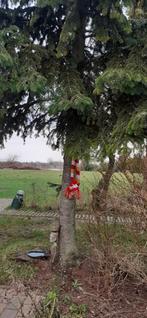 Oeteldonkse kerstboom, Ophalen of Verzenden, Volle zon, Overige soorten