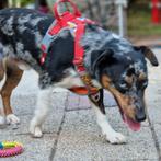 Jack russel dekreu met ice blue  ogen, Dieren en Toebehoren, Honden | Dekreuen, Rabiës (hondsdolheid), Reu, 1 tot 2 jaar, Eén hond