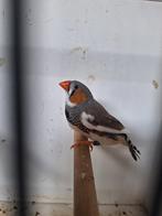 Zebravink bond (man), Dieren en Toebehoren, Vogels | Overige Vogels, Mannelijk, Tropenvogel, Geringd