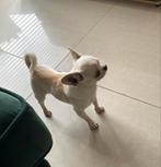 Mini cup Chihuahua te koop, Dieren en Toebehoren, Honden | Chihuahua's en Gezelschapshonden, Rabiës (hondsdolheid), 15 weken tot 1 jaar