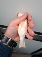 Isabel pastel major putter pop 2025, Dieren en Toebehoren, Vogels | Overige Vogels, Vrouwelijk, Wildzangvogel, Geringd