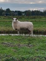Groot heideschaap (ooi), Dieren en Toebehoren, Vrouwelijk, Schaap, 0 tot 2 jaar
