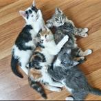 Lieve kittens!, Dieren en Toebehoren, Katten en Kittens | Overige Katten, Meerdere dieren
