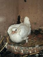 Witte duif jong, Postduif, Geslacht onbekend