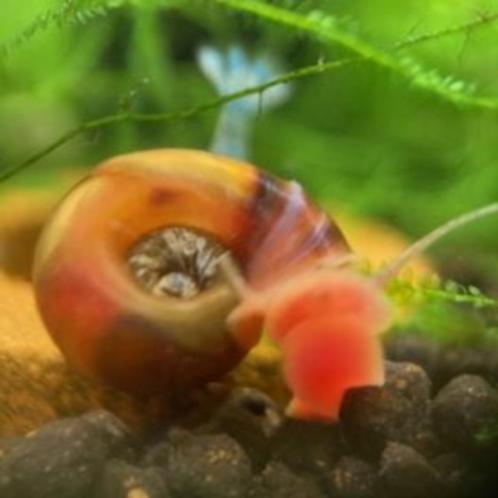 Posthoornslak bruin, Dieren en Toebehoren, Vissen | Aquariumvissen, Zoetwatervis, Slak of Weekdier