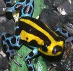 Ranitomeya sirensis 'Divesoria', prachtige groepjes, Dieren en Toebehoren, Reptielen en Amfibieën, Amfibie, 0 tot 2 jaar