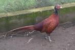 Kaukasus fazant haan, Dieren en Toebehoren, Pluimvee, Mannelijk, Overige soorten