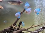 10 stuks blauwe discus vissen, Dieren en Toebehoren, Vissen | Aquariumvissen, Vis