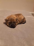 Pomeriaan pups reutjes, 8 tot 15 weken, Meerdere, Nederland, Particulier