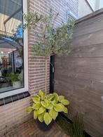 Olijfboom in kunststof pot, 100 tot 250 cm, Olijfboom, Zomer, Ophalen