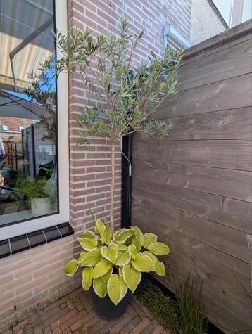 Olijfboom in kunststof pot  beschikbaar voor biedingen