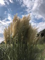 10x Pampas pluimen | decoratie | bruiloft, Ophalen of Verzenden, Nieuw