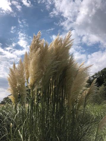 500 pampas pluimen | decoratie | bruiloft beschikbaar voor biedingen