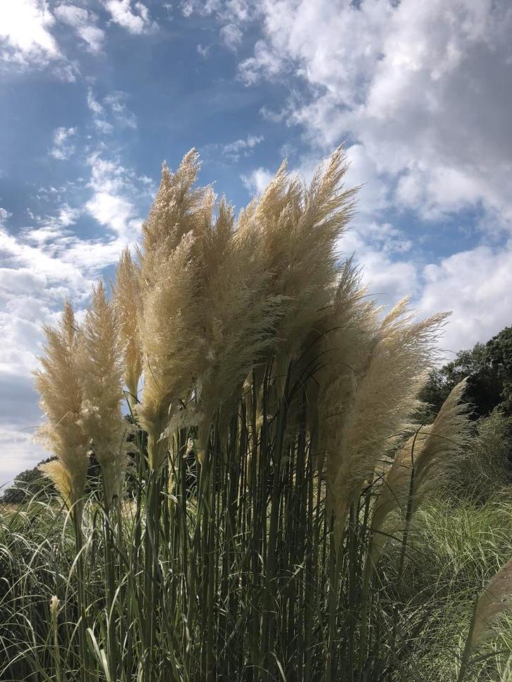 500 pampas pluimen | decoratie | bruiloft, Huis en Inrichting, Woonaccessoires | Droogbloemen, Nieuw, Ophalen of Verzenden