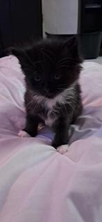 Kittens kruising Maine Coon en Somali, Dieren en Toebehoren, Katten en Kittens | Overige Katten, Meerdere dieren, Langharig