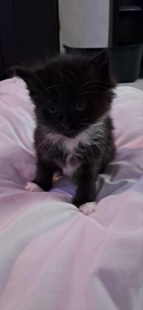 Kittens kruising Maine Coon en Somali, Dieren en Toebehoren, Katten en Kittens | Overige Katten, Langharig, Meerdere dieren