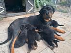 Prachtige rottweiler pups, Dieren en Toebehoren, CDV (hondenziekte), 8 tot 15 weken, Meerdere, Meerdere dieren