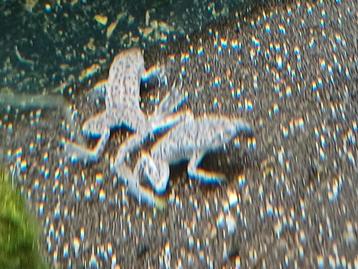 Hobbyaquarium  Dwergklauwkikker Zondag 10 Augustus 12/17uur beschikbaar voor biedingen