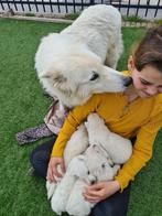 super mooie, lieve Zwitserse witte herder pups te koop, Dieren en Toebehoren, CDV (hondenziekte), 8 tot 15 weken, Meerdere, Meerdere dieren