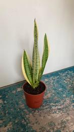 SANSEVERIA/VETPLANT, Minder dan 100 cm, Ophalen of Verzenden, Halfschaduw, Bloeiende kamerplant