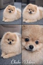 Pomeriaan dekreu met NL FCI stamboom (niet te koop), Reu, 1 tot 2 jaar, Parvo, Eén hond