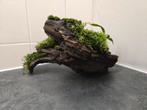Mooi stuk kienhout met mos + anubias voor aquarium, Ophalen of Verzenden, Plant(en), Steen of Hout