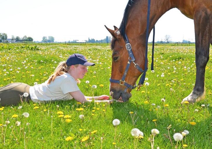 Bijrijdpaard gezocht, bijrijder aangeboden, Dieren en Toebehoren, Paarden en Pony's | Beschermers, Nieuw, Rijden, Ophalen of Verzenden