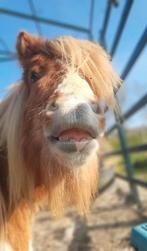 Verzorgster gezocht voor 3 shetjes, Ophalen, Nieuw