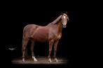 Brave en super knappe allround C-pony, Dieren en Toebehoren, Pony's, Merrie, M, C pony (1.27m tot 1.37m), 11 jaar of ouder