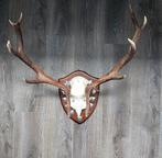 Hertengewei, Ophalen of Verzenden, Zo goed als nieuw, Beeldje of Figuurtje