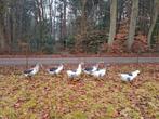 Schitterende jonge Twentse Landganzen bonte ganzen 27nov '25, Dieren en Toebehoren, Pluimvee, Meerdere dieren, Gans of Zwaan