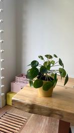 Pannenkoekplant, Huis en Inrichting, Kamerplanten, Ophalen, Overige soorten, Minder dan 100 cm