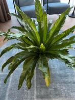 Grote varen, Groene kamerplant, Ophalen, Halfschaduw, Minder dan 100 cm