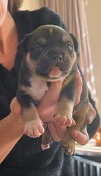 American bully pocket pup pups met stamboom., Dieren en Toebehoren, 8 tot 15 weken, Meerdere, Meerdere dieren, Nederland
