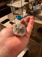 Hamster, kooi, Dieren en Toebehoren, Knaagdieren, September, Mannelijk, Hamster