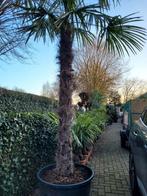 Palmbomen, Tuin en Terras, Planten | Bomen, Ophalen, Zomer, Volle zon, Palmboom