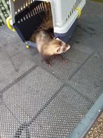 Fret, pup, Dieren en Toebehoren, Overige Dieren, Mei, Mannelijk
